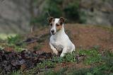 JACK RUSSEL 265